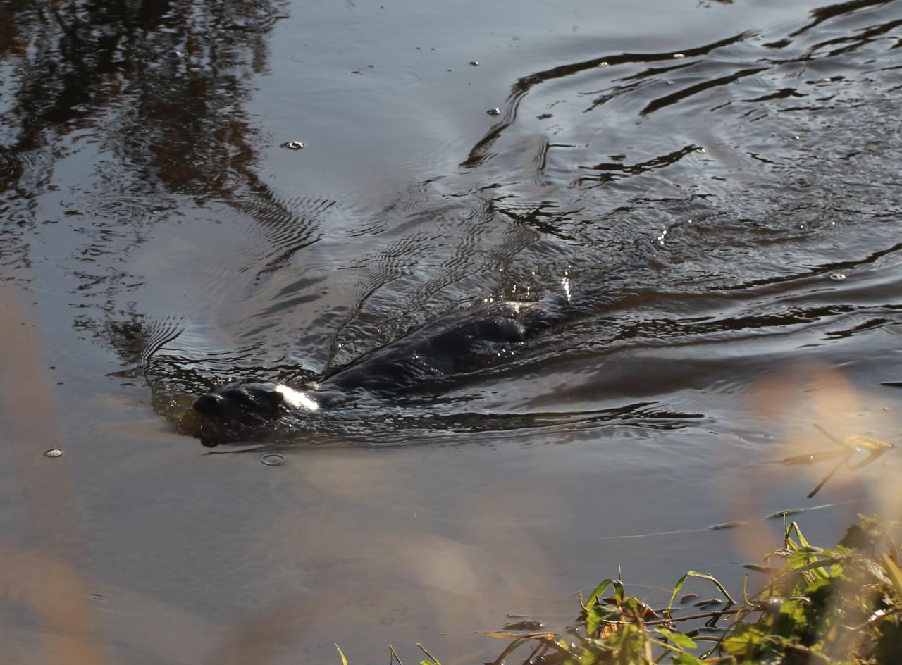  Otter below Middle Bridge 