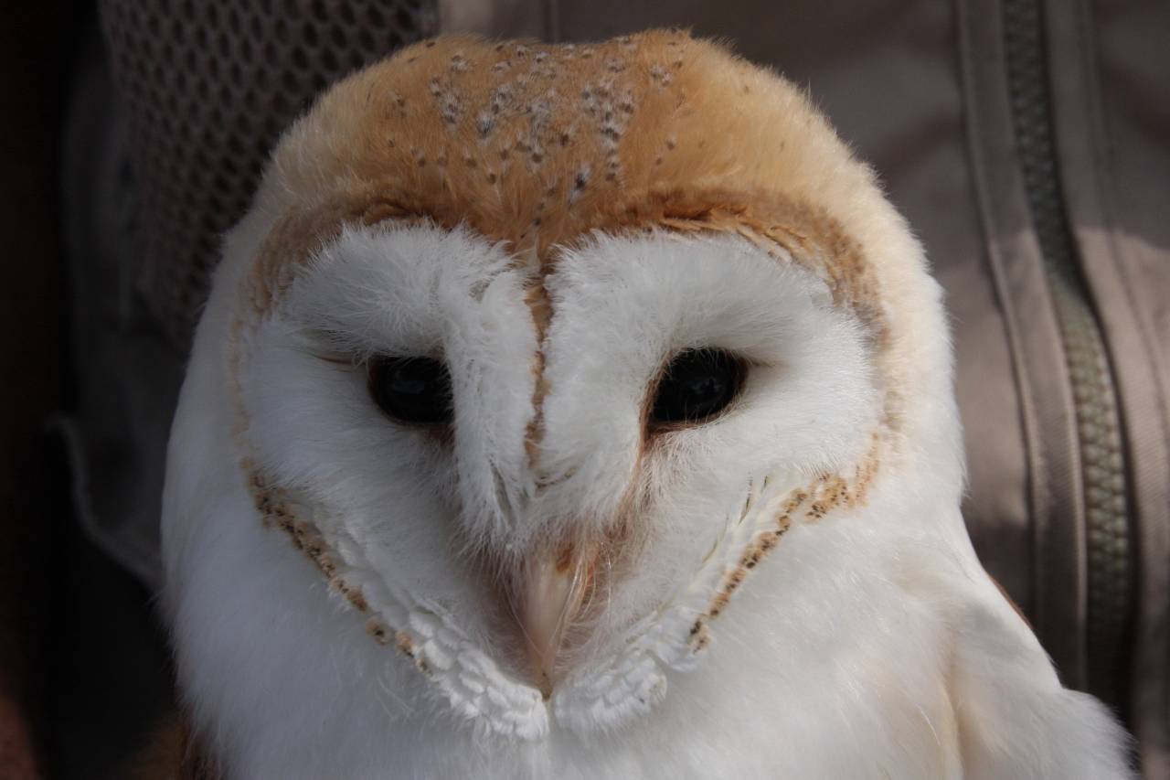  Barn Owl 0 - youngster 