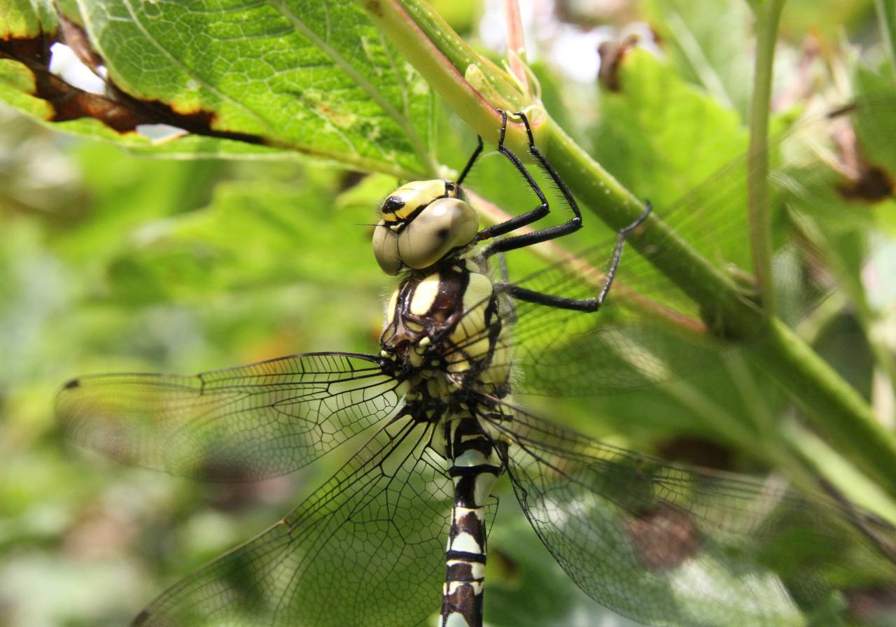 Southern Hawker - Female