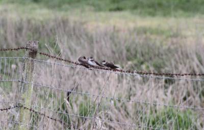 Sandmartins 