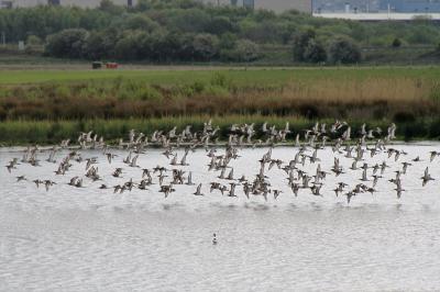  Godwits in Flight 