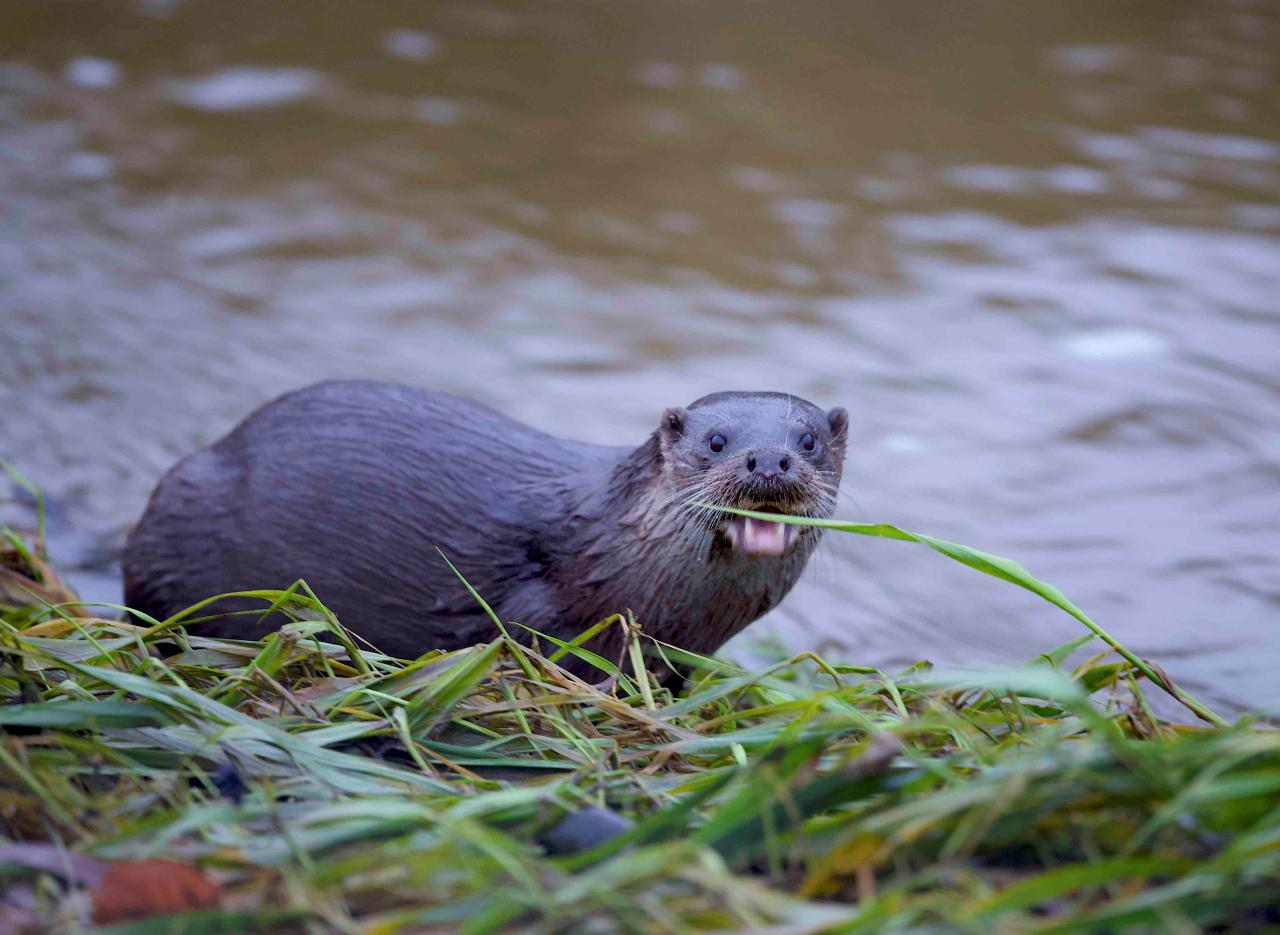  Otter at Hockenhull (Joe Chester) 