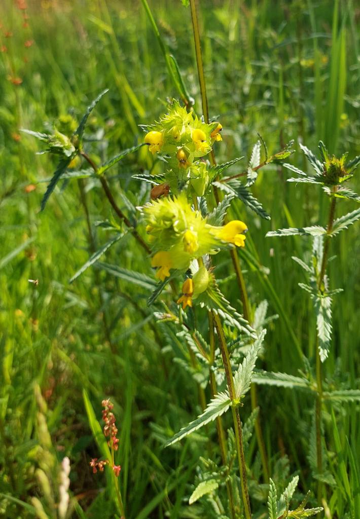 Yellow Rattle