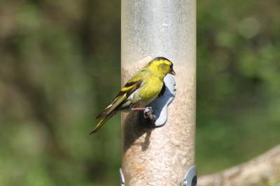 Siskin 