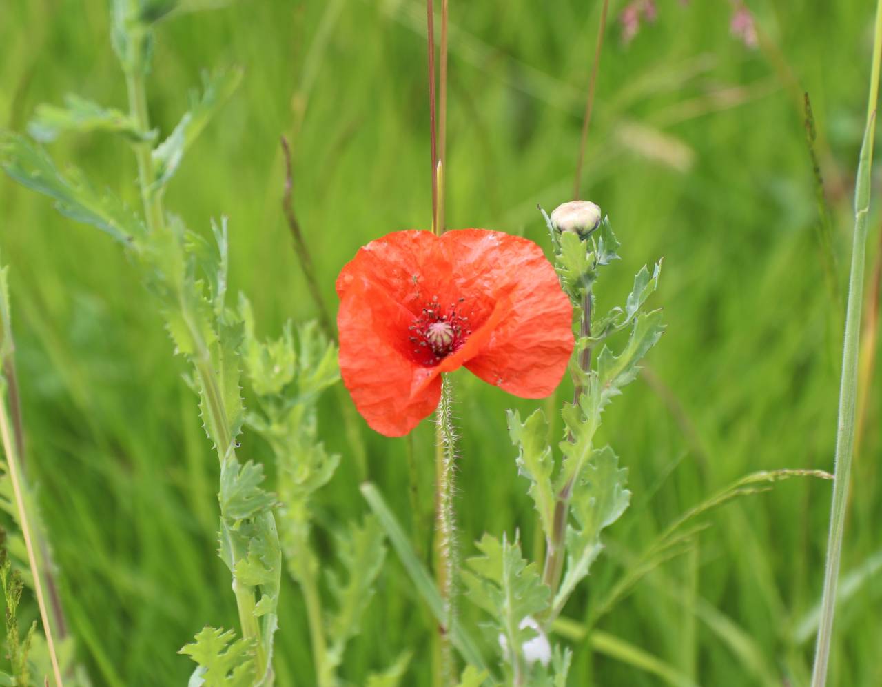 Poppy on Legion Meadow Christleton