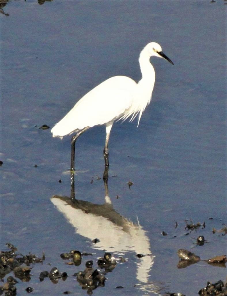  Little Egret 