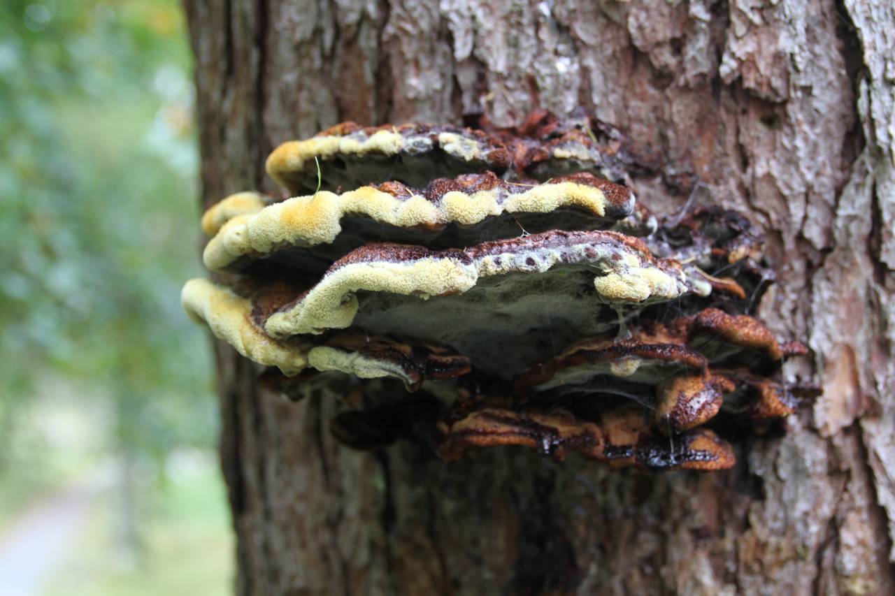Bracket Fungi