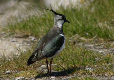  Lapwing 