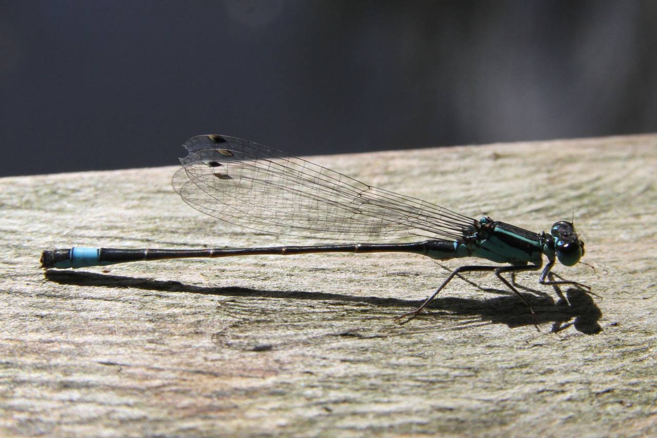 Blue Tailed Damselfly