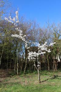  Chizuru's Tree 
