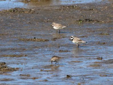  Little Ringed Plover 