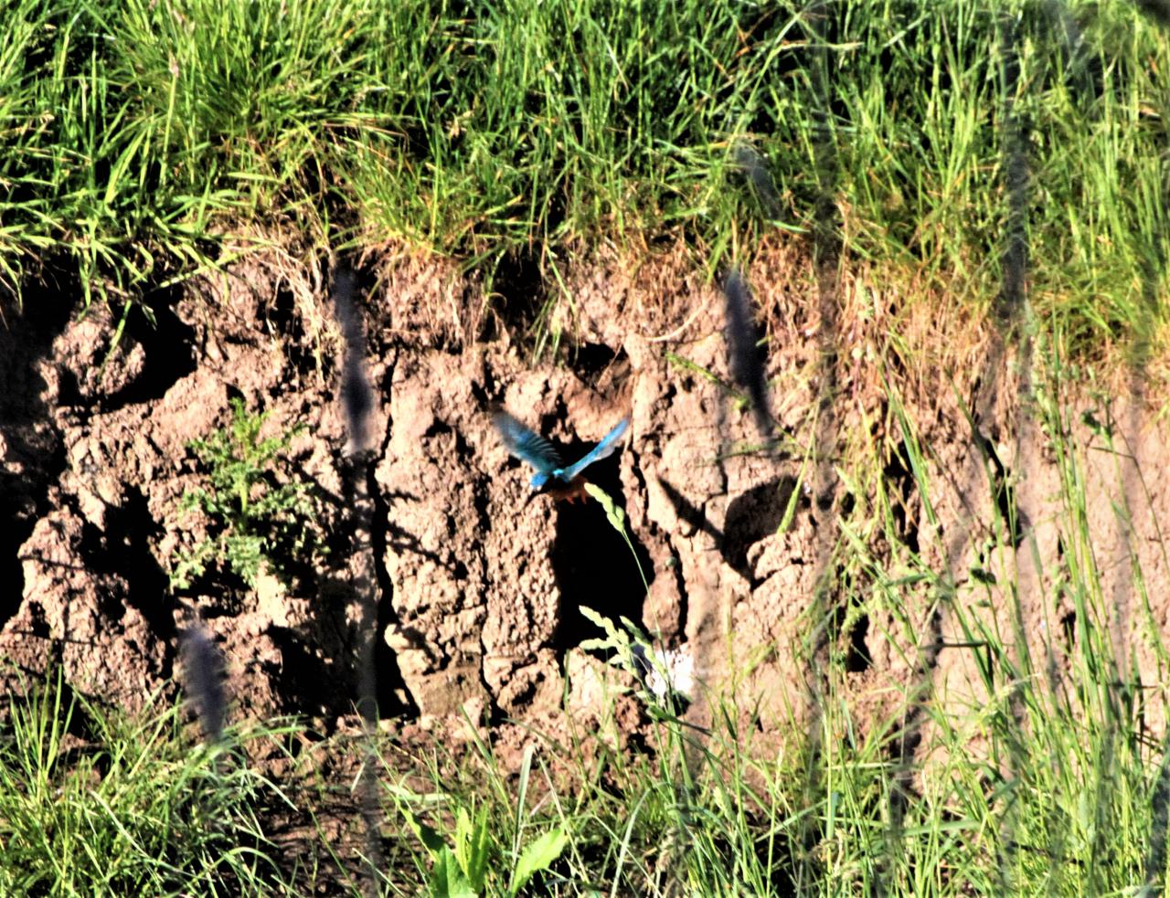  Kingfisher Nest site 