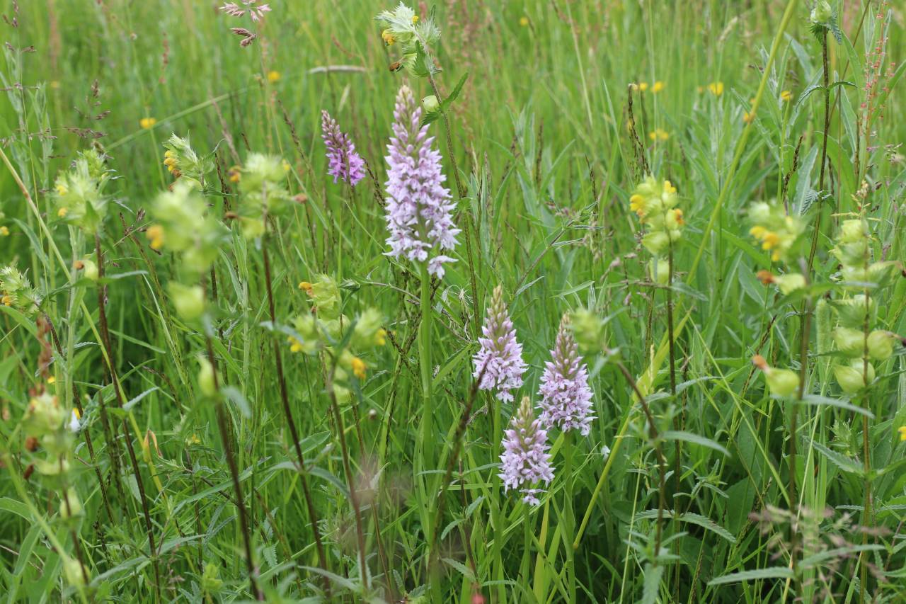 Common Orchids and Yellow Rattle