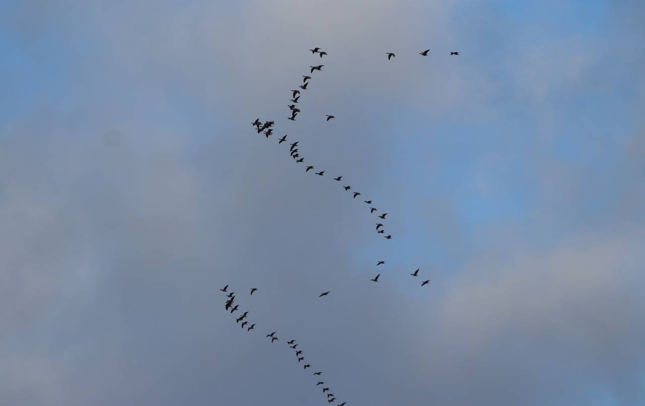 Pink footed Geese
