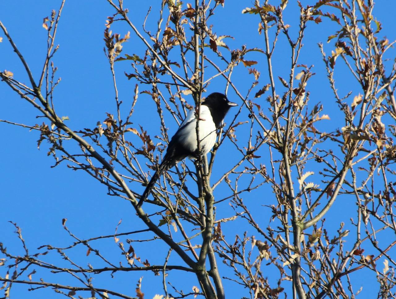 Magpie