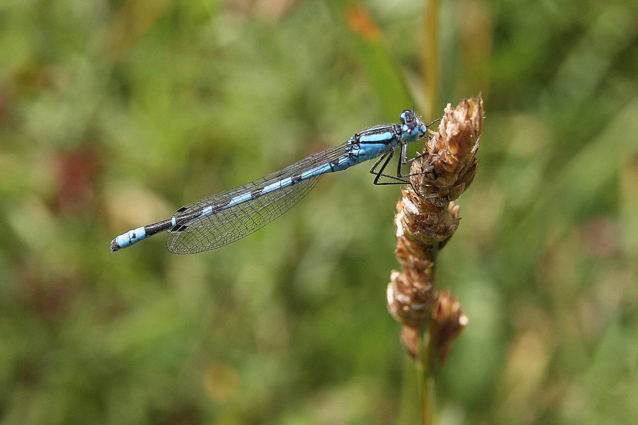 Common Blue Damselfly