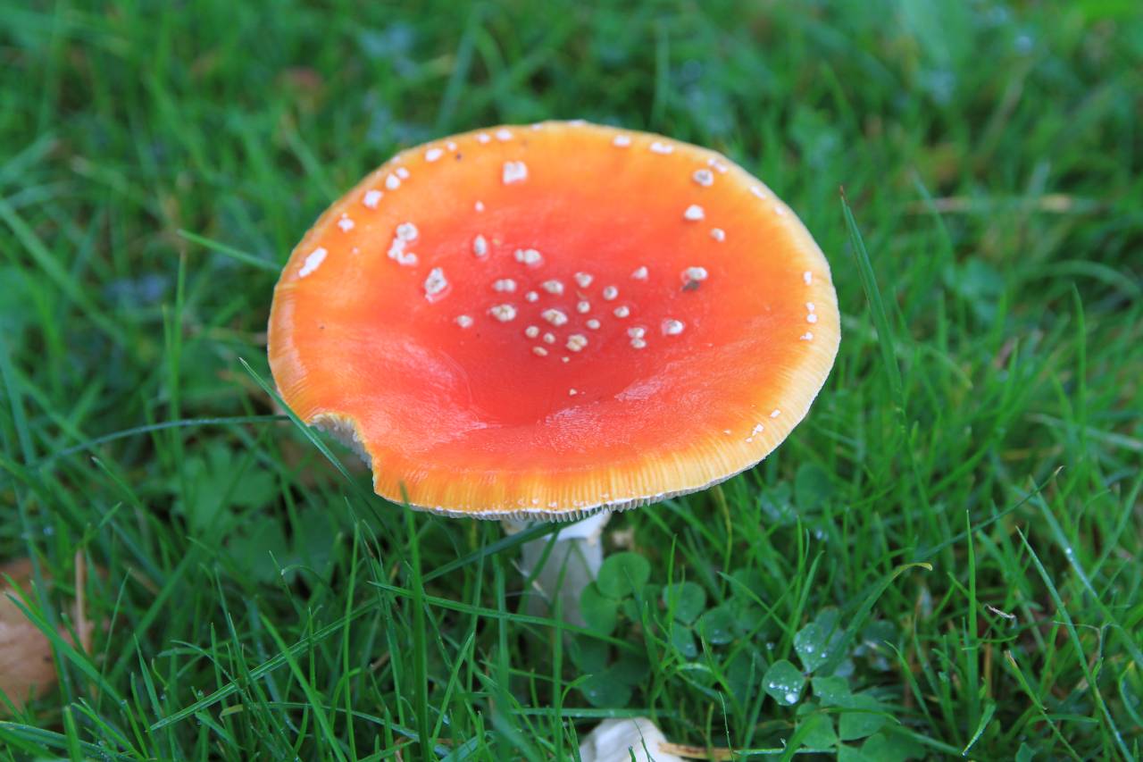 Fly Agaric seen in Quarry Lane