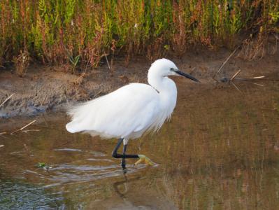  Little Egret 