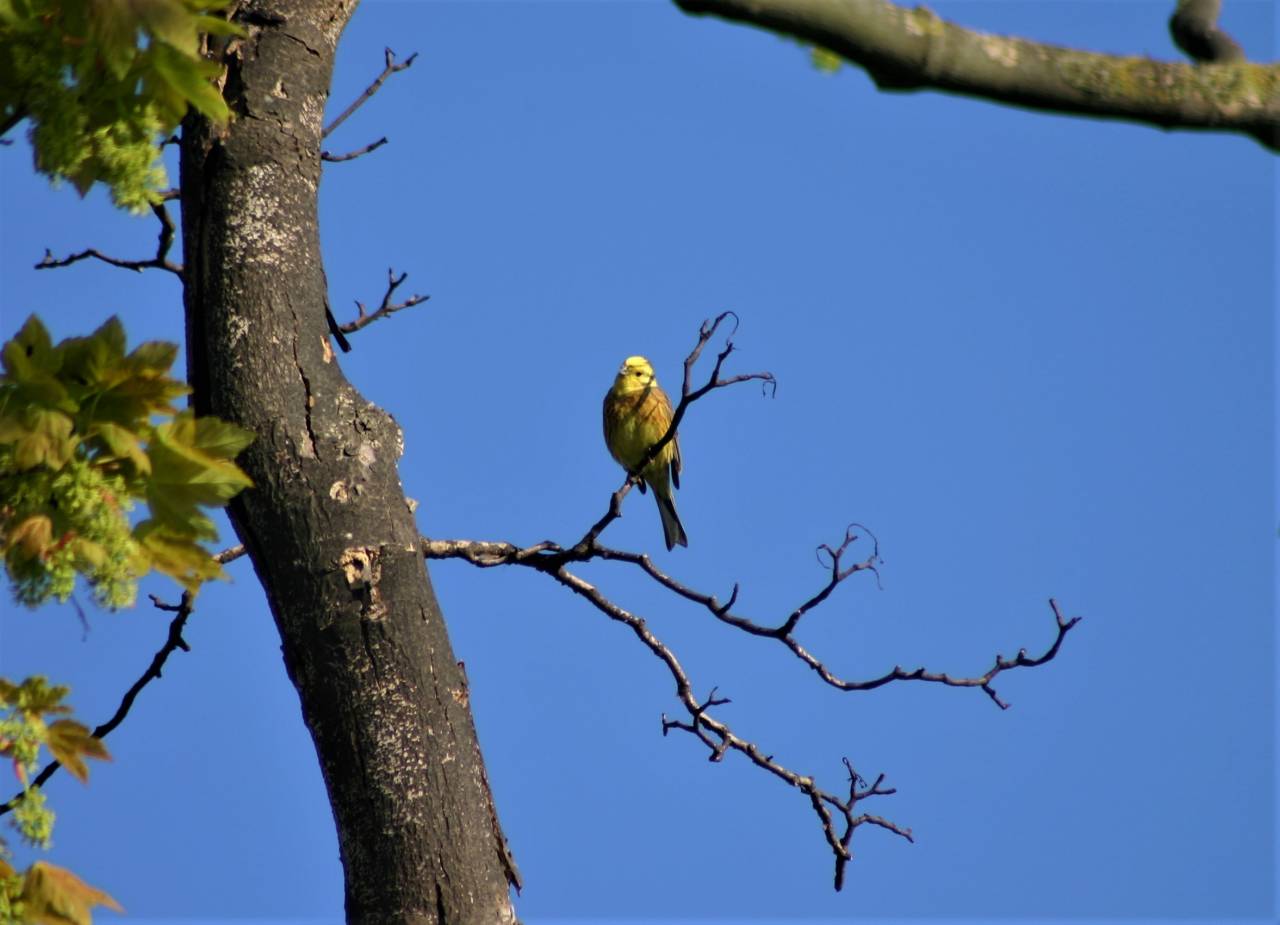  Yellowhammer 