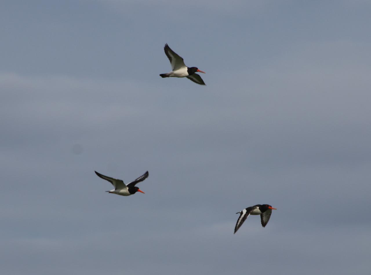  Oystercatchers 