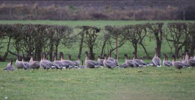  Icelandic White fronted Geese 