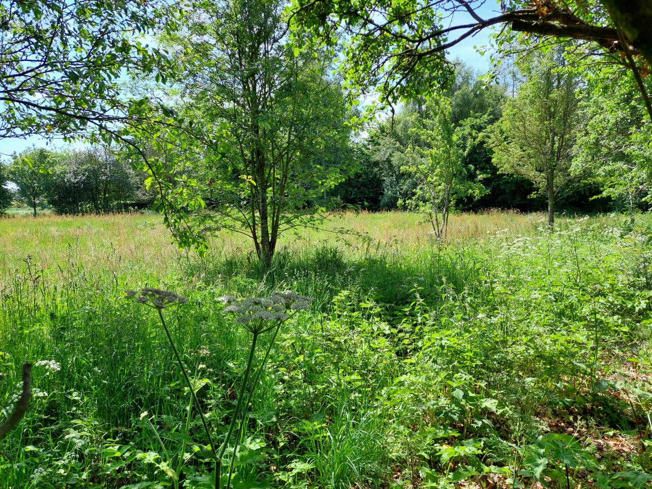 Legion Meadow, Christleton