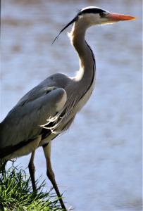  Grey Heron 