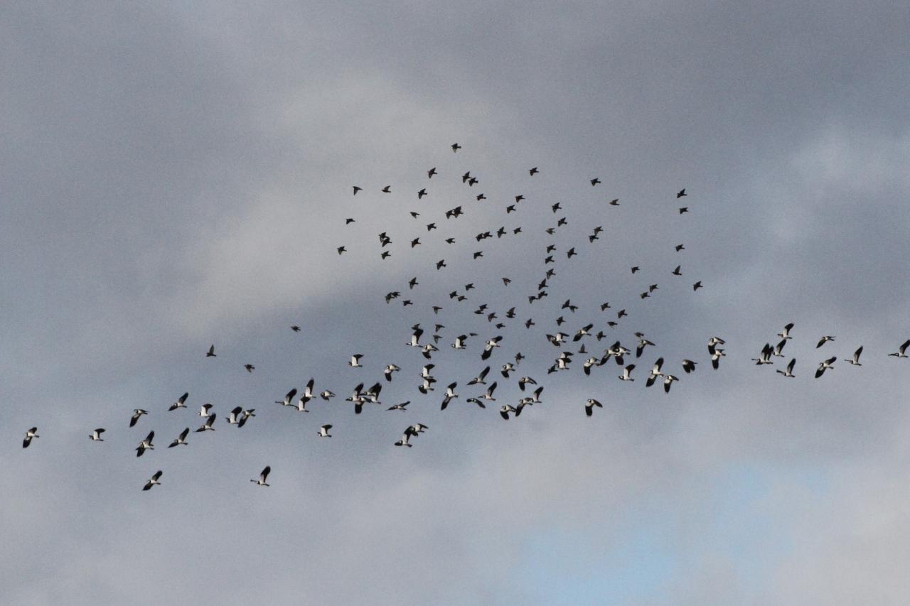  Lapwing over the Platts 