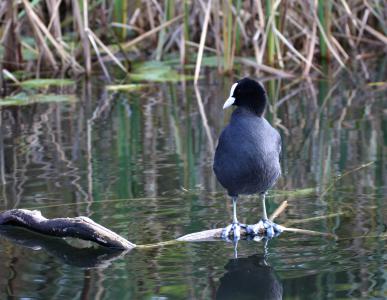  Coot 