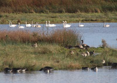  Mute Swans on Marshes 