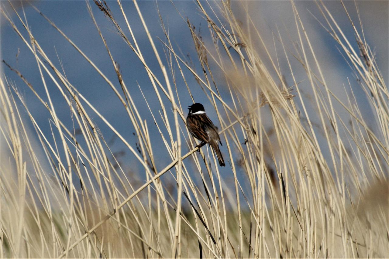  Reed Bunting 