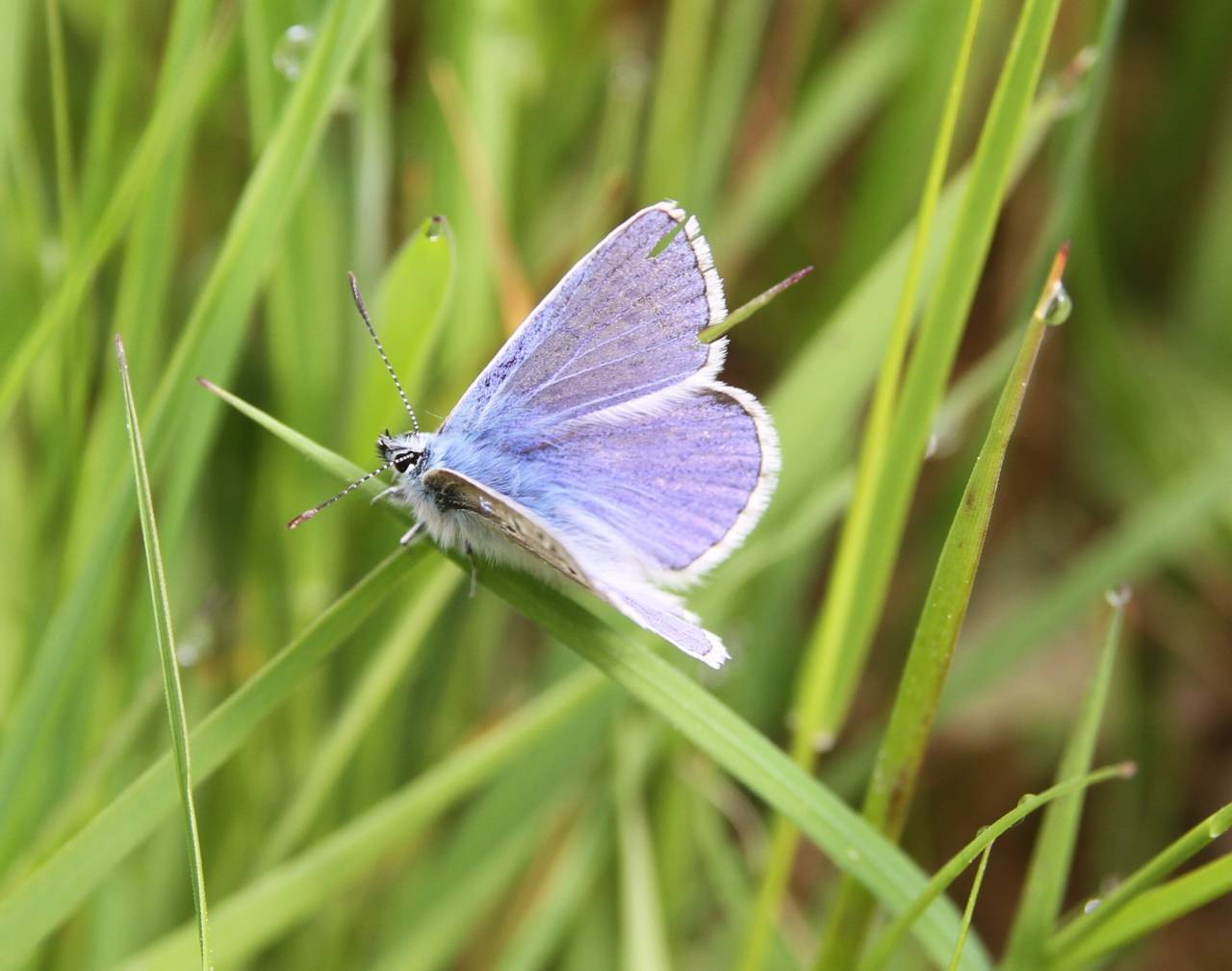 Common Blue Butterfly