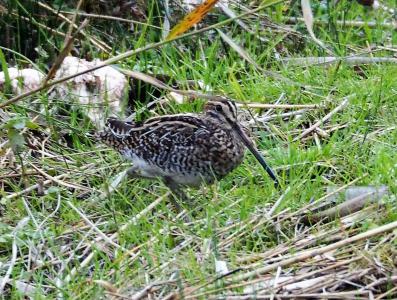  Snipe 