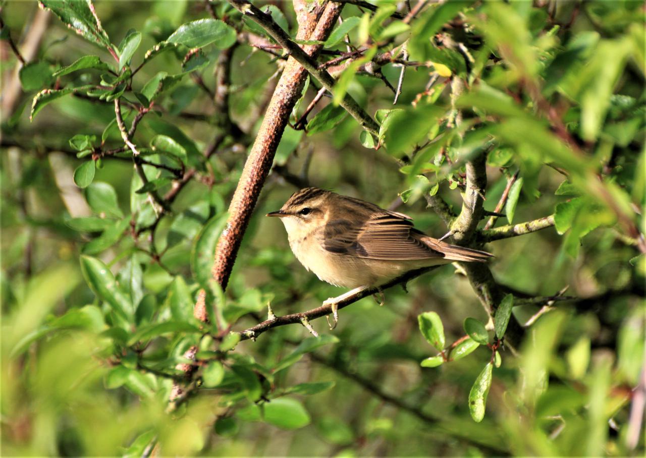  Chiff Chaff 