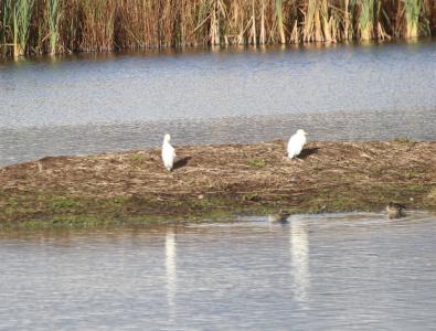  Cattle Egrets 
