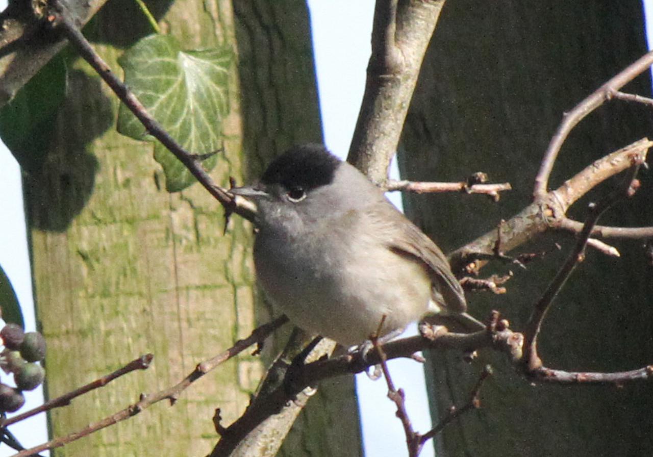  Black cap 