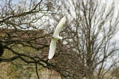  Little Egret 