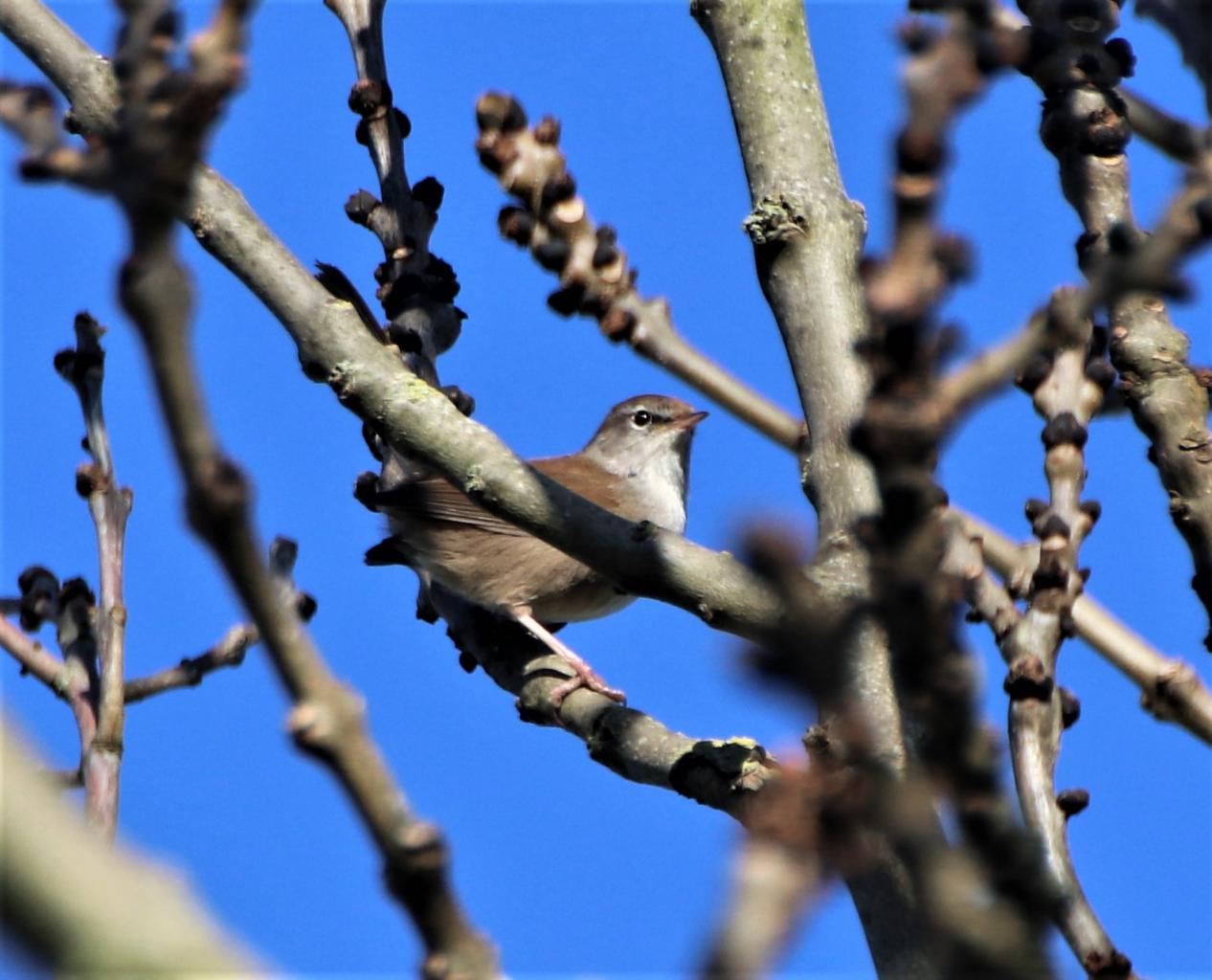  Cettis Warbler 