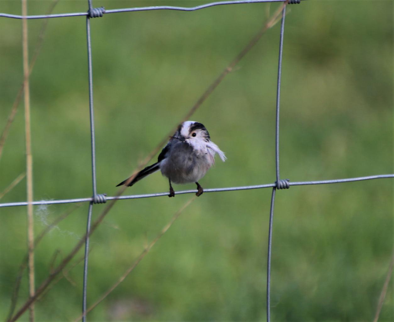  Long Tailed Tit 