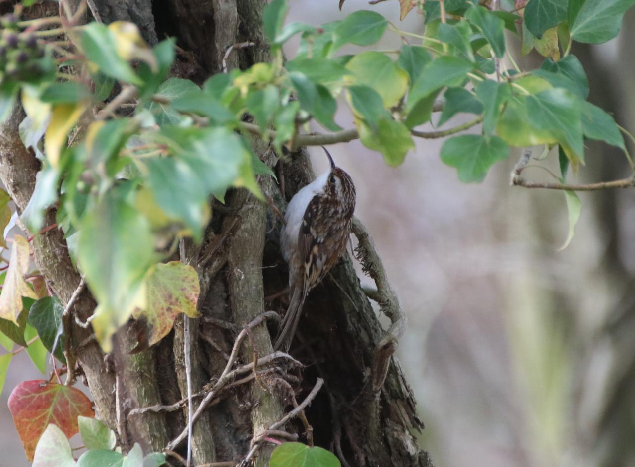  Treecreeper 