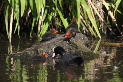  Coot Family 