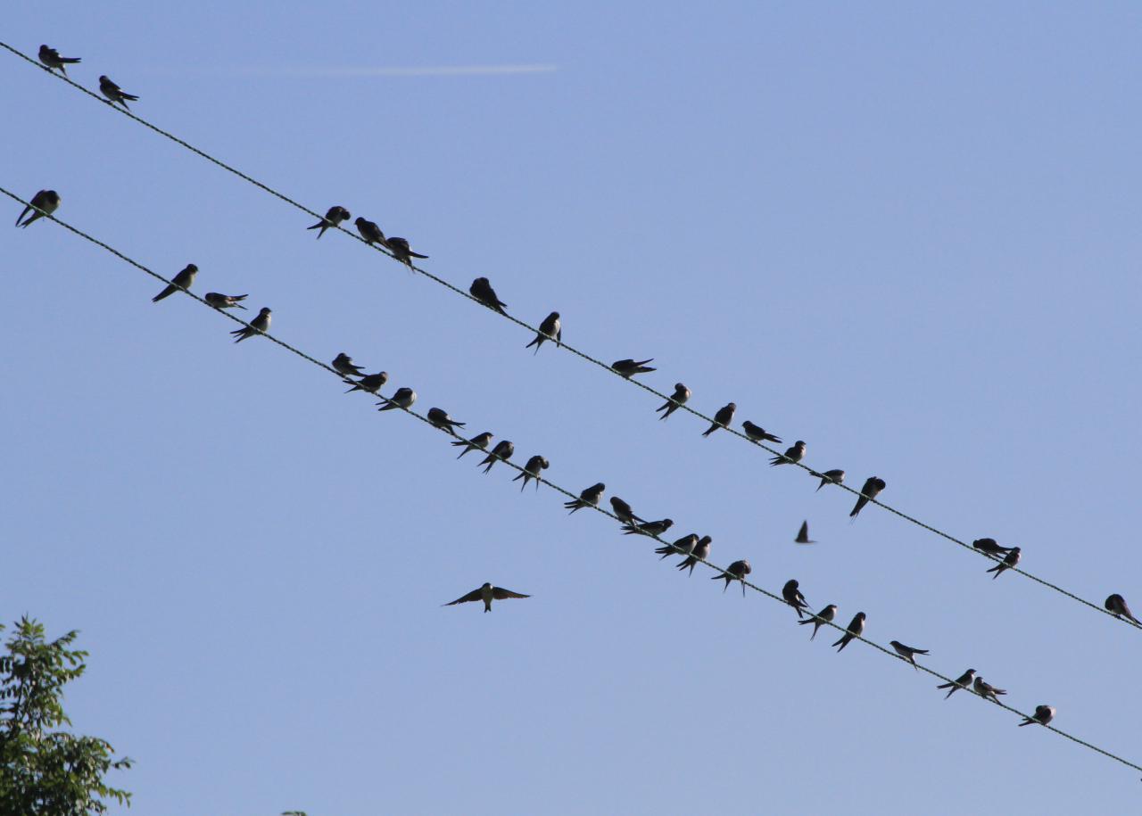  Swallows Gathering 