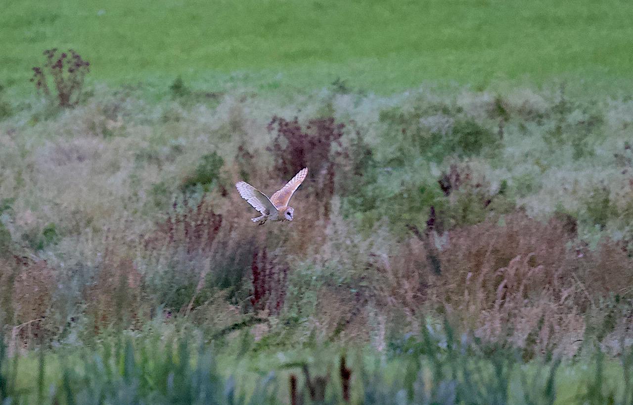  Barn Owl 