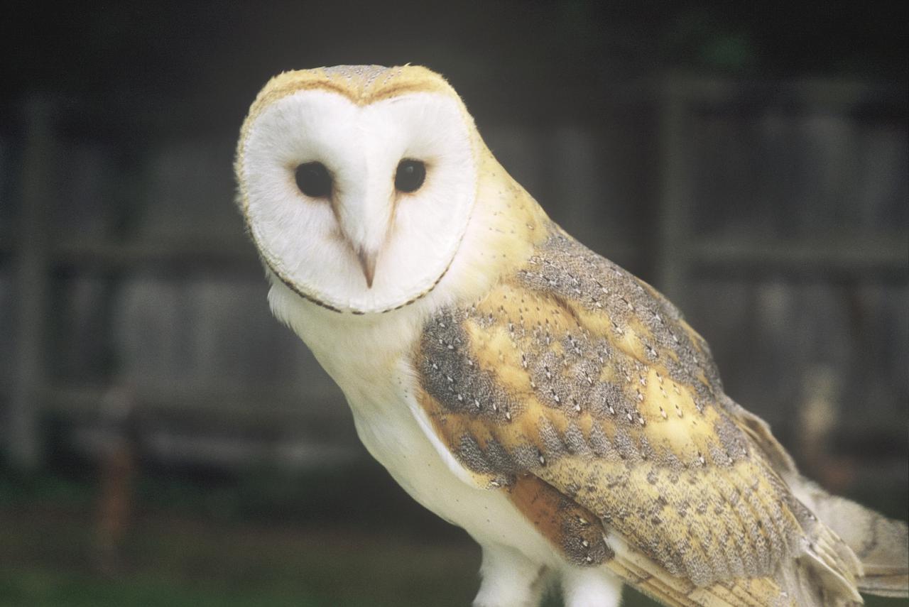  Barn Owl at Hockenhull 