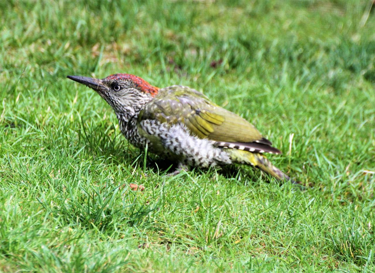  Green Woodpecker 