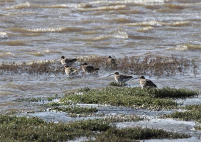  Curlew at Conway 