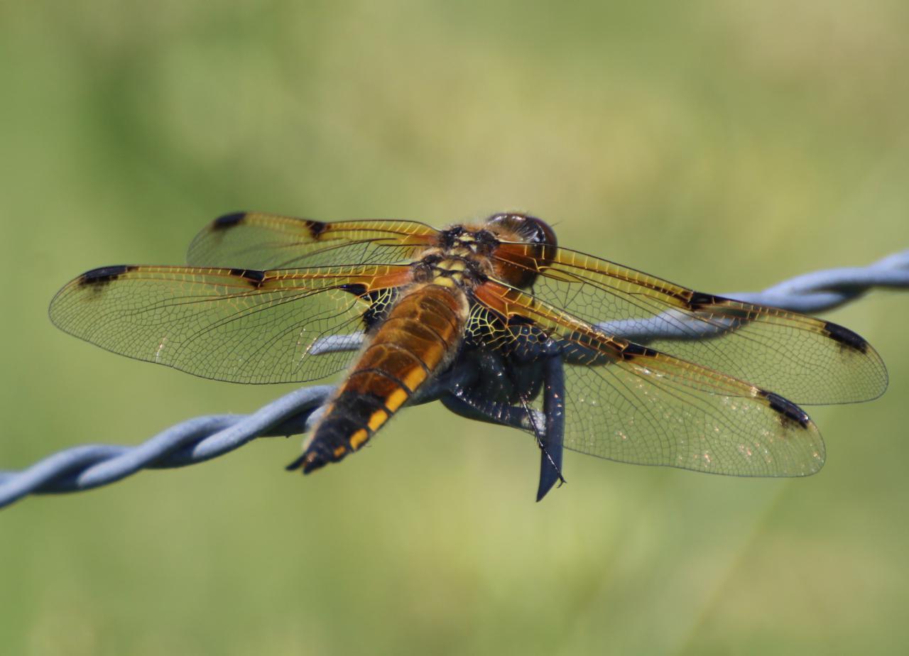  Spotted Chaser 