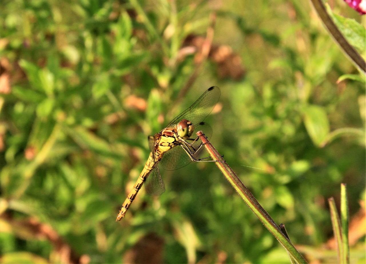  Brown Hawker egg laying 