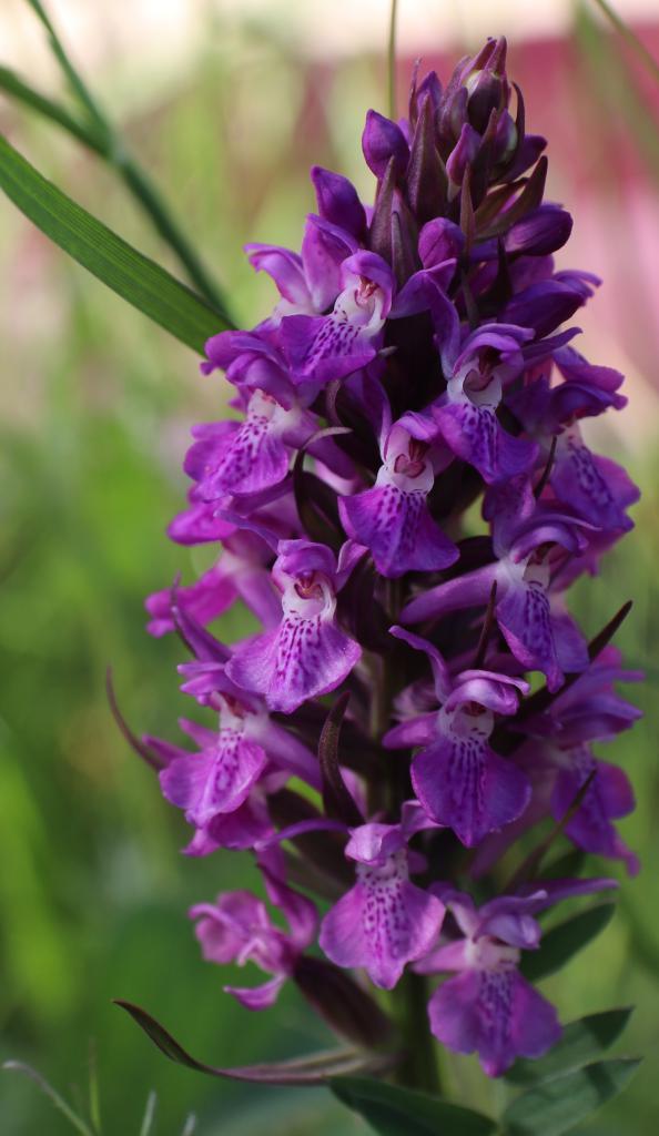  Early Purple Orchid at Platts's 1970 