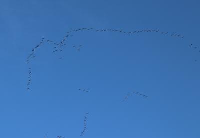  Icelandic White fronted Geese 